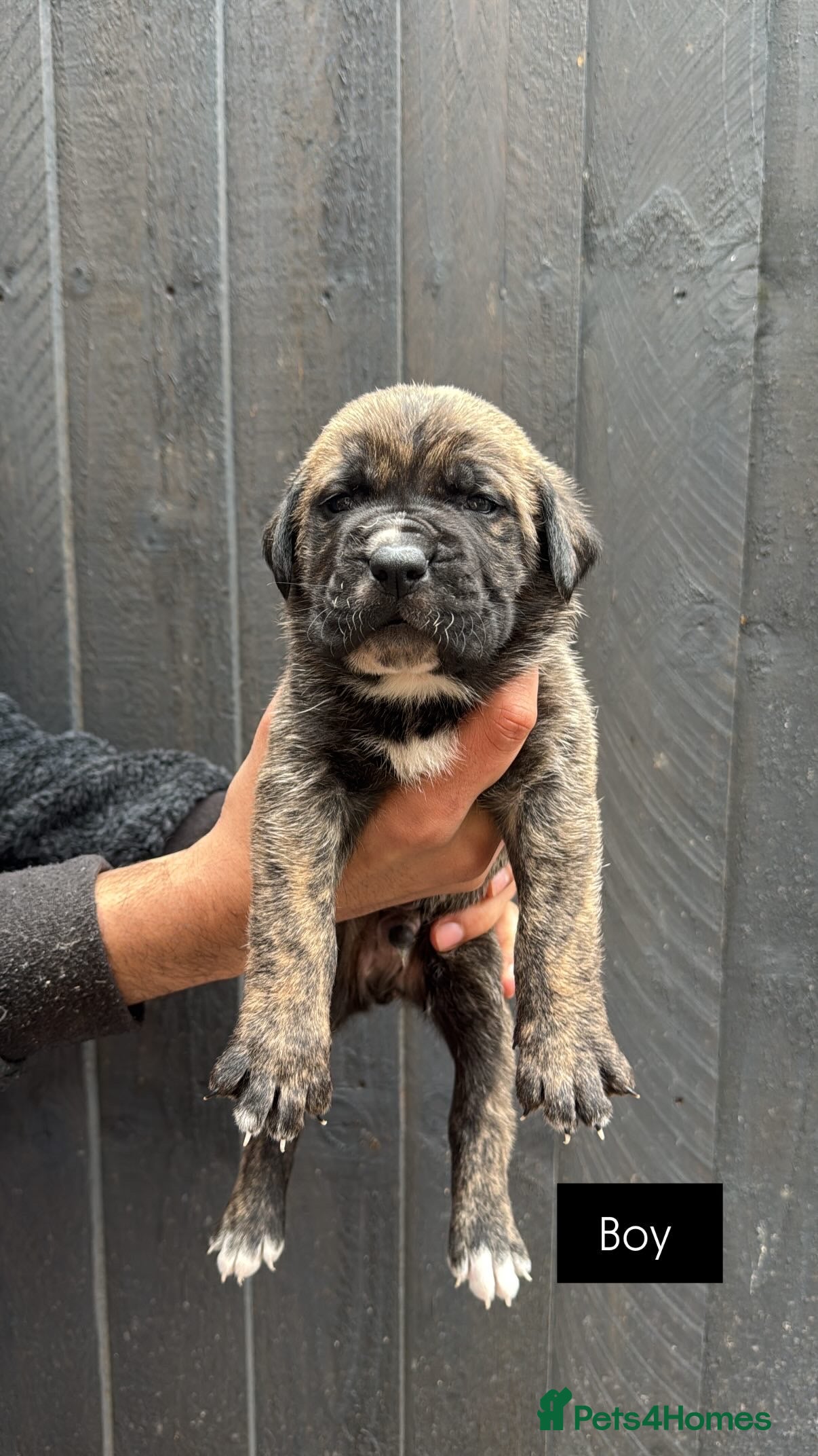 Presa Canario dogs Pure Outstanding presa Canario pups  - Advert 6