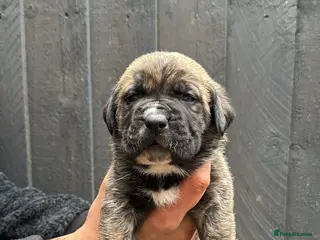 Presa Canario dogs Pure Outstanding presa Canario pups - Advert 6