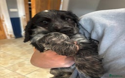 Cocker Spaniel dogs for sale: Show cocker spaniel pups  - Image 2