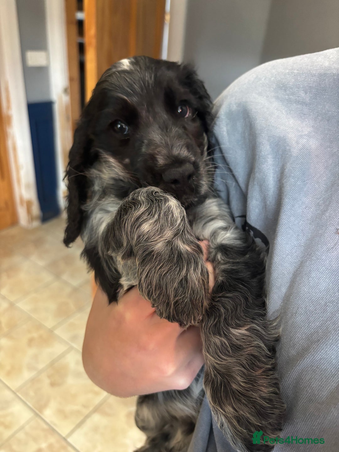 Cocker Spaniel dogs for sale: Show cocker spaniel pups  - Image 2