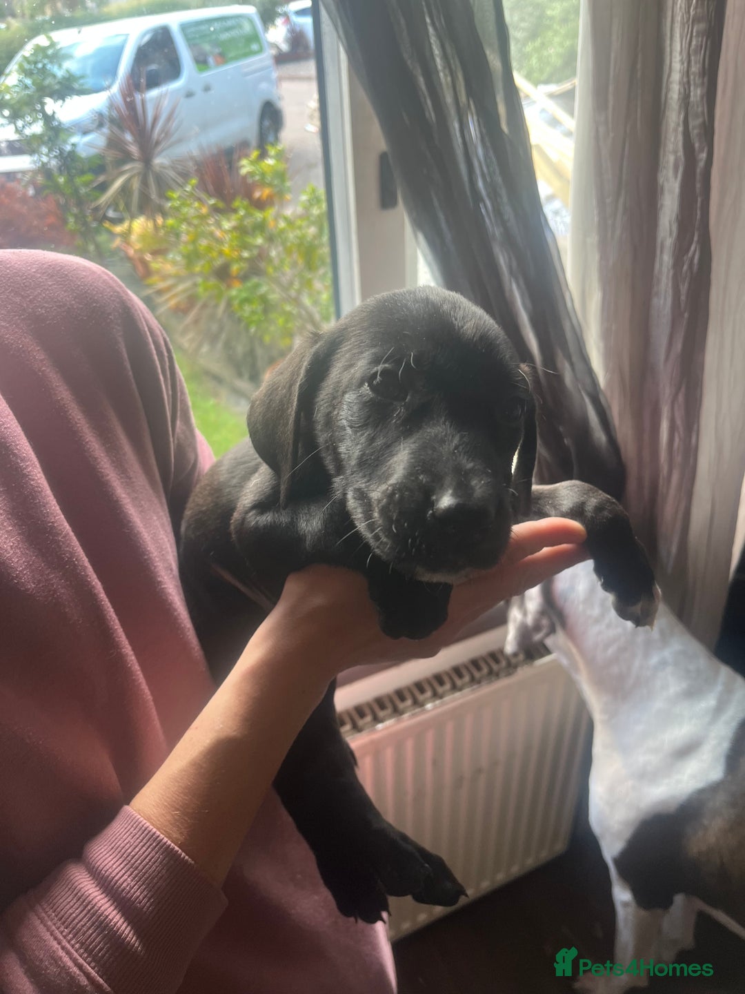 Mixed Breed dogs for sale: Puppies - Image 16
