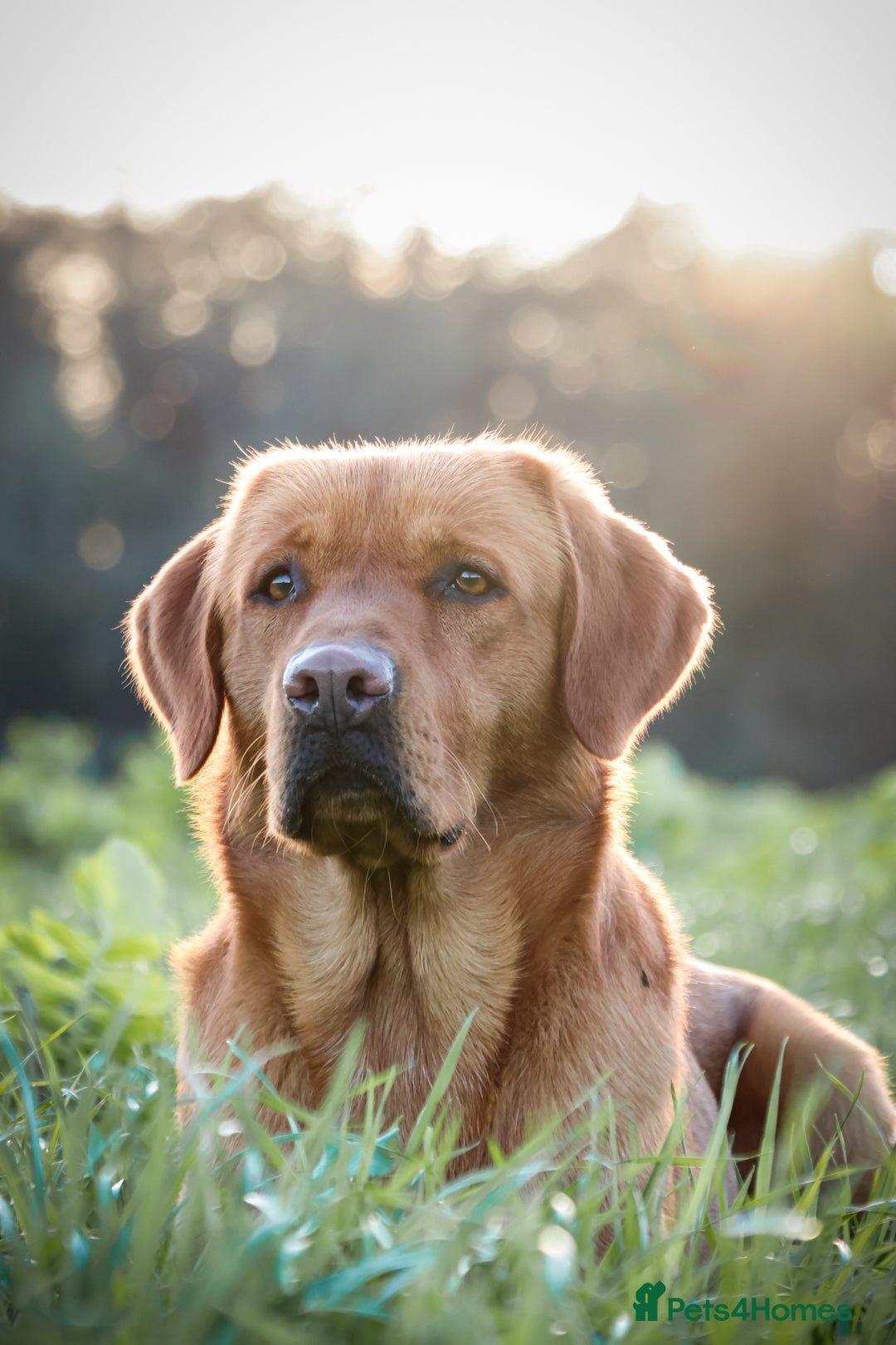 Labrador Retriever dogs for stud: PROVEN KC Fox Red Health Tested Labrador Stud Dog in Chippenham - Advert 4
