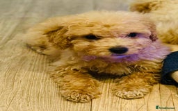 Maltipoo dogs for sale: Maltipoo  - Image 5