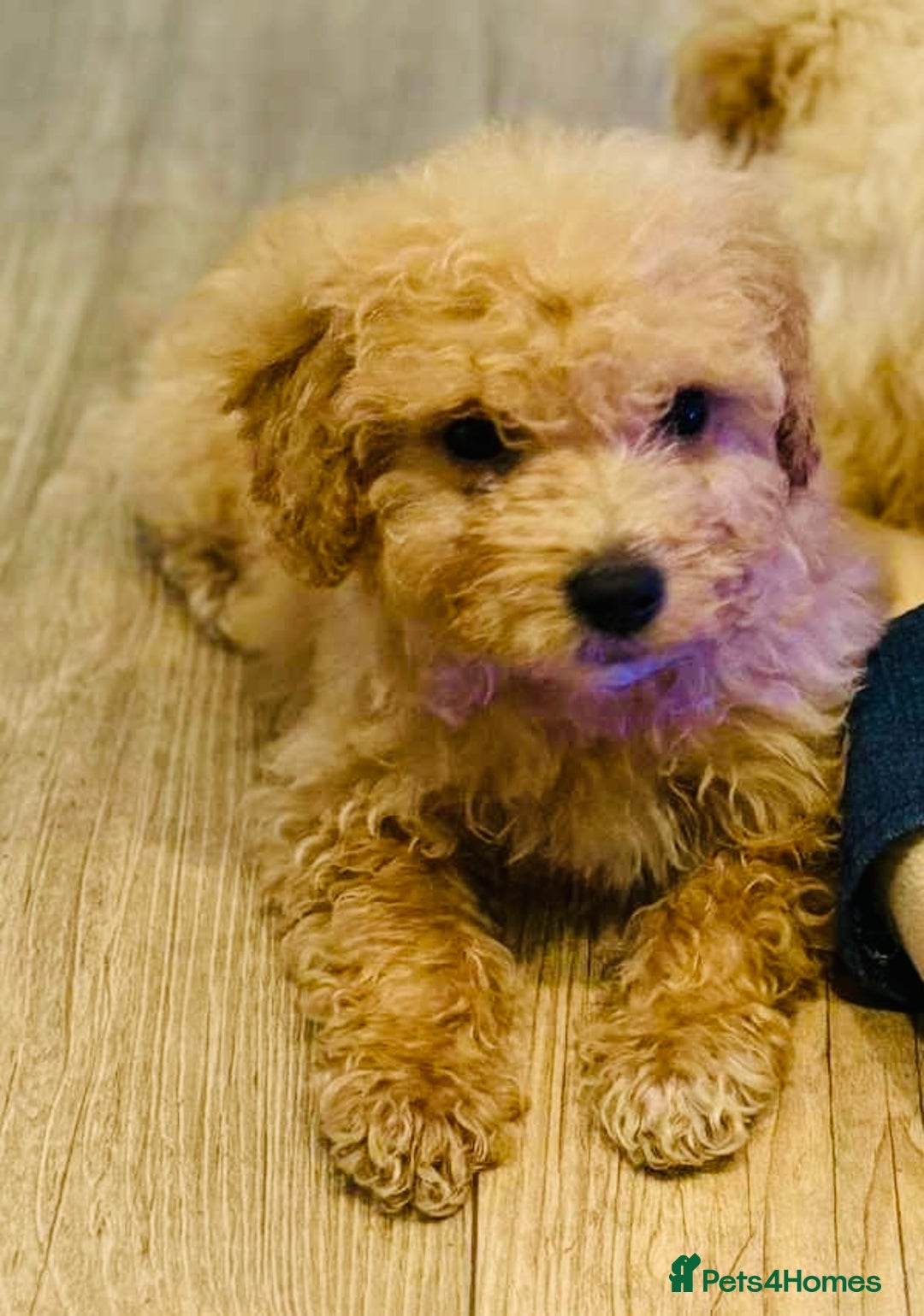 Maltipoo dogs for sale: Maltipoo  - Image 5