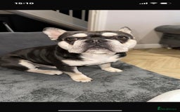 French Bulldog dogs for sale: Beautiful litter of French Bulldogs - Advert 31