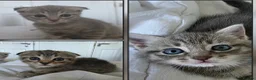 Scottish Fold cats for sale: Beautiful Scottish Fold Grey kittens for sale - Advert 2