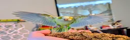 Parrots birds for sale: Female Quaker needs new home with full set up - Advert 1