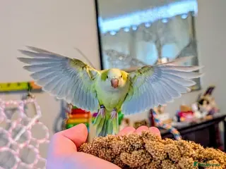 Parrots birds Female Quaker needs new home with full set up - Advert 1