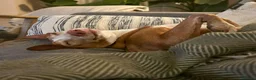 Ibizan Hound dogs for adoption: Kiara - a sweet low energy girl - Advert 7