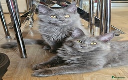 Maine Coon cats for sale: 🔥*Stunning Litter of 8💎Solid Blue Maine Coon*🔥  - Image 1