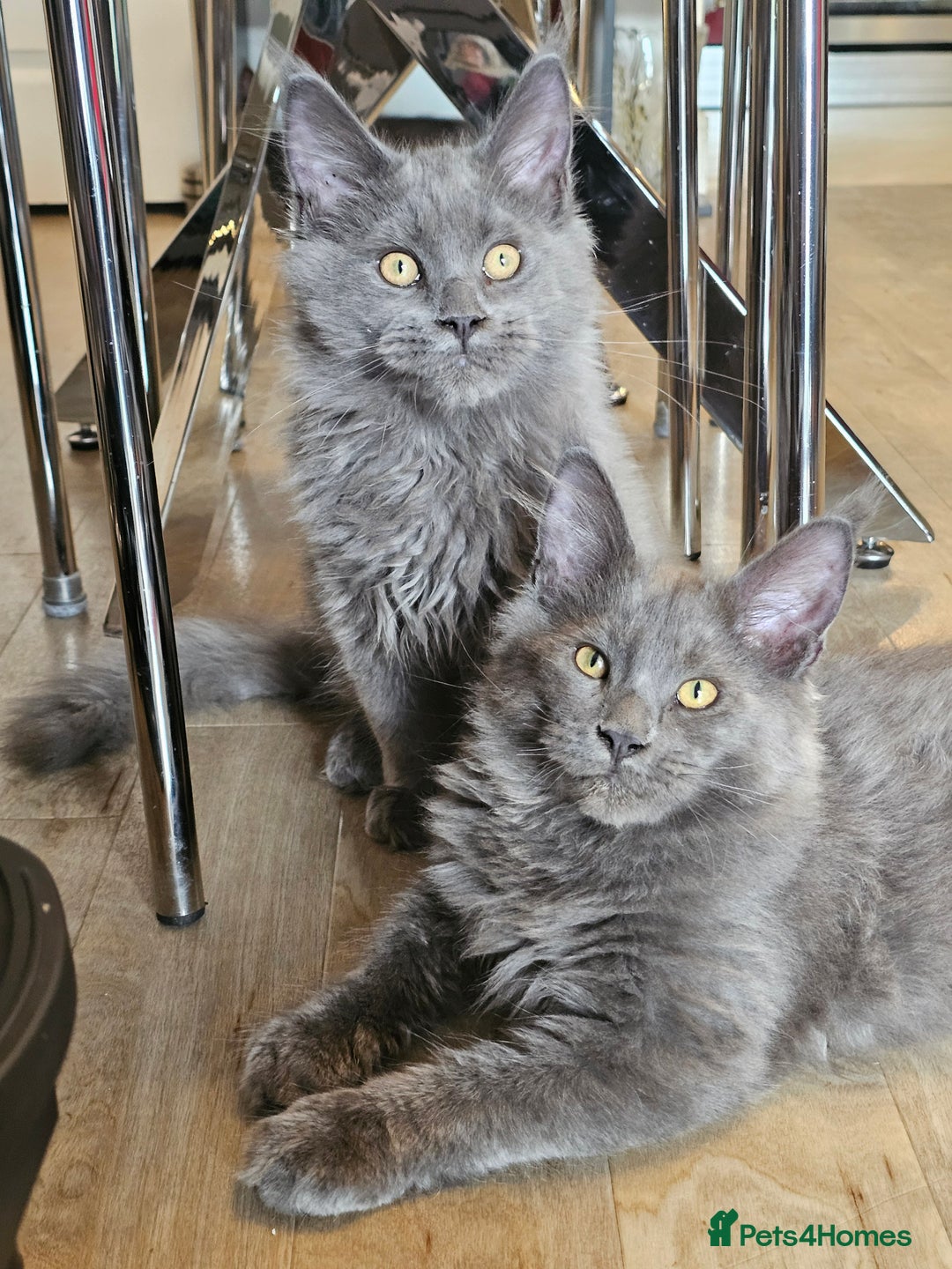 Maine Coon cats for sale: 🔥*Stunning Litter of 8💎Solid Blue Maine Coon*🔥  - Image 1