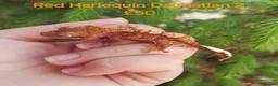 Gecko reptiles for sale: Various Crested Geckos for sale  - Advert 3