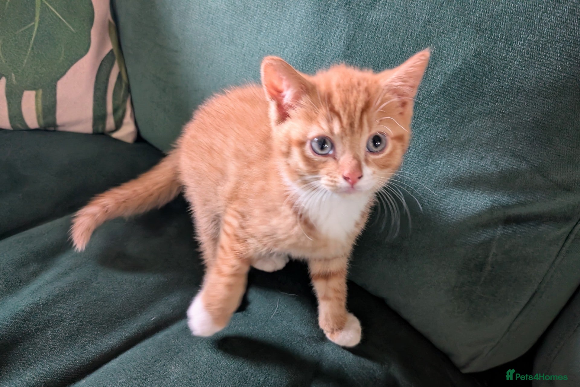 Mixed Breed cats Beautiful kittens for sale  - Advert 2