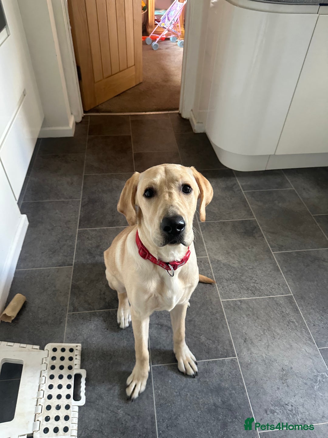 Labrador Retriever dogs for sale: 10 month Labrador  - Advert 4