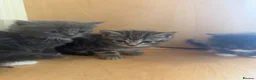 Mixed Breed cats for sale: Kittens  - Advert 5