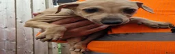 Lurcher dogs for sale: Stunning Lurcher puppies in Sheffield - Advert 8