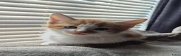 British Shorthair cats for sale: 4 Beautiful kittens - Advert 4