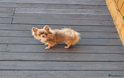 Chihuahua dogs for sale: Rare long haired Chocolate & tan with green eyes  - Image 13