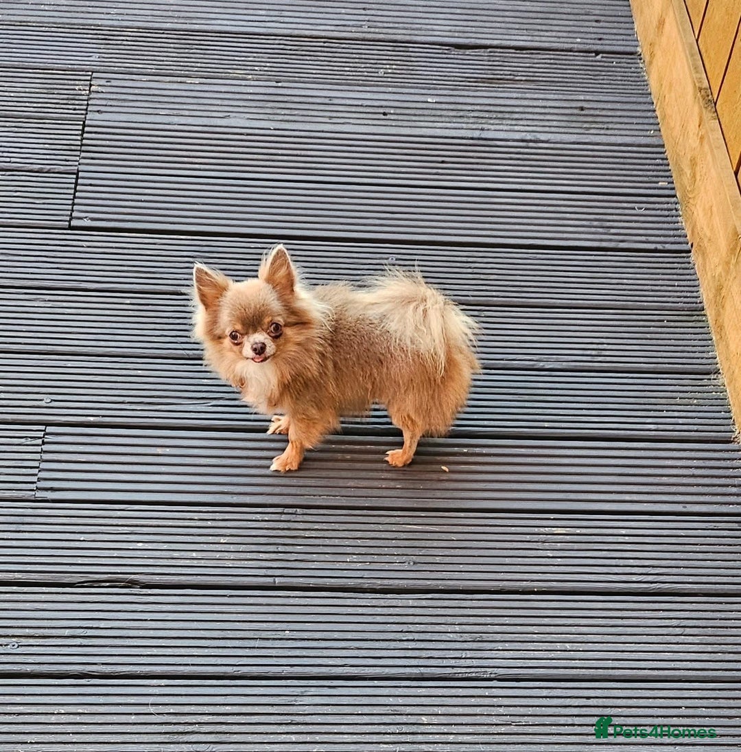 Chihuahua dogs for sale: Rare long haired Chocolate & tan with green eyes  - Image 13