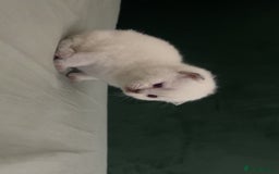 British Shorthair cats for sale: British Shorthair Kittens - Image 5