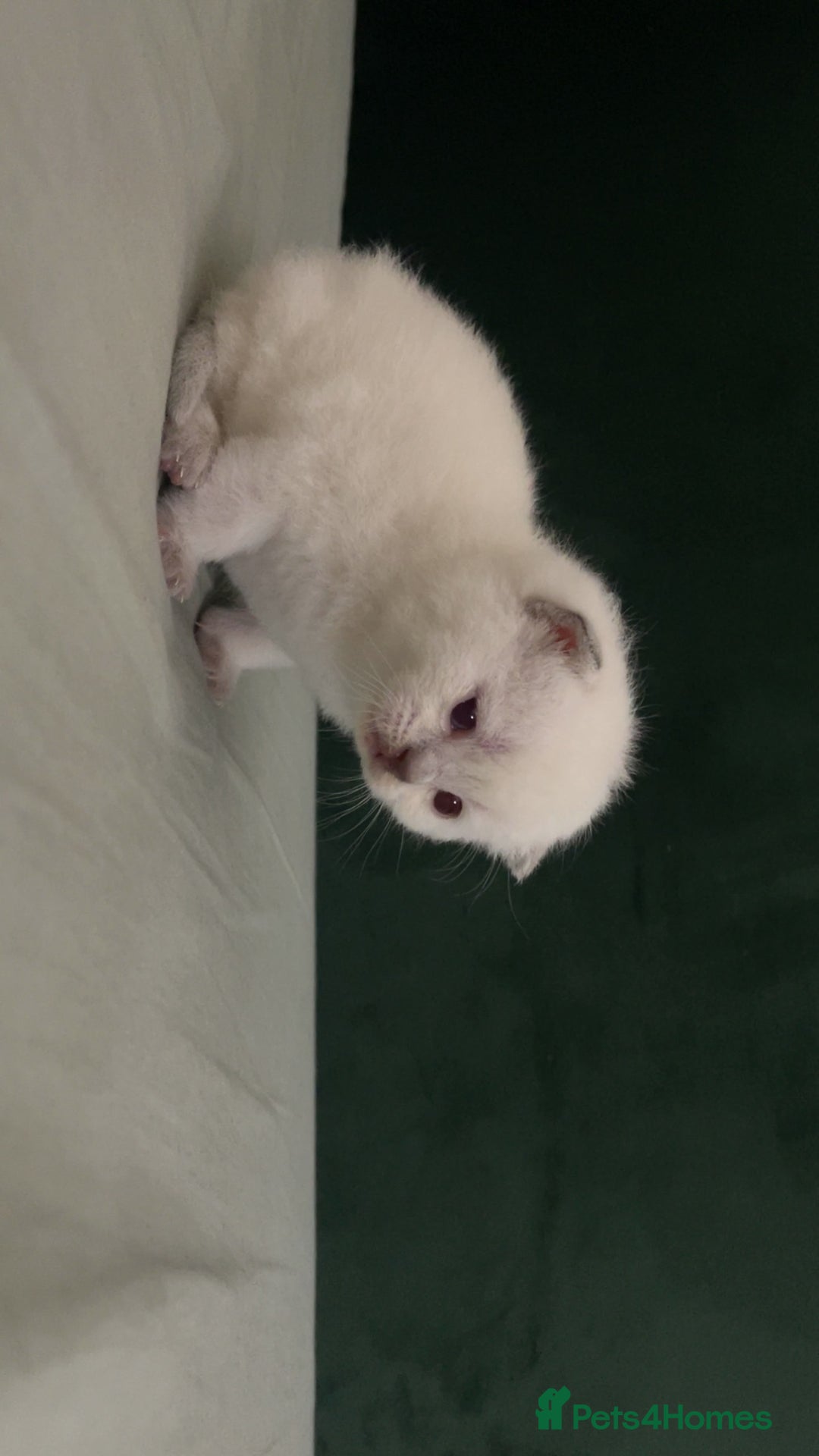 British Shorthair cats for sale: British Shorthair Kittens - Image 5