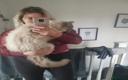 Ragdoll cats for sale: 2 left Pure Health tested huge ragdoll kittens  - Image 9