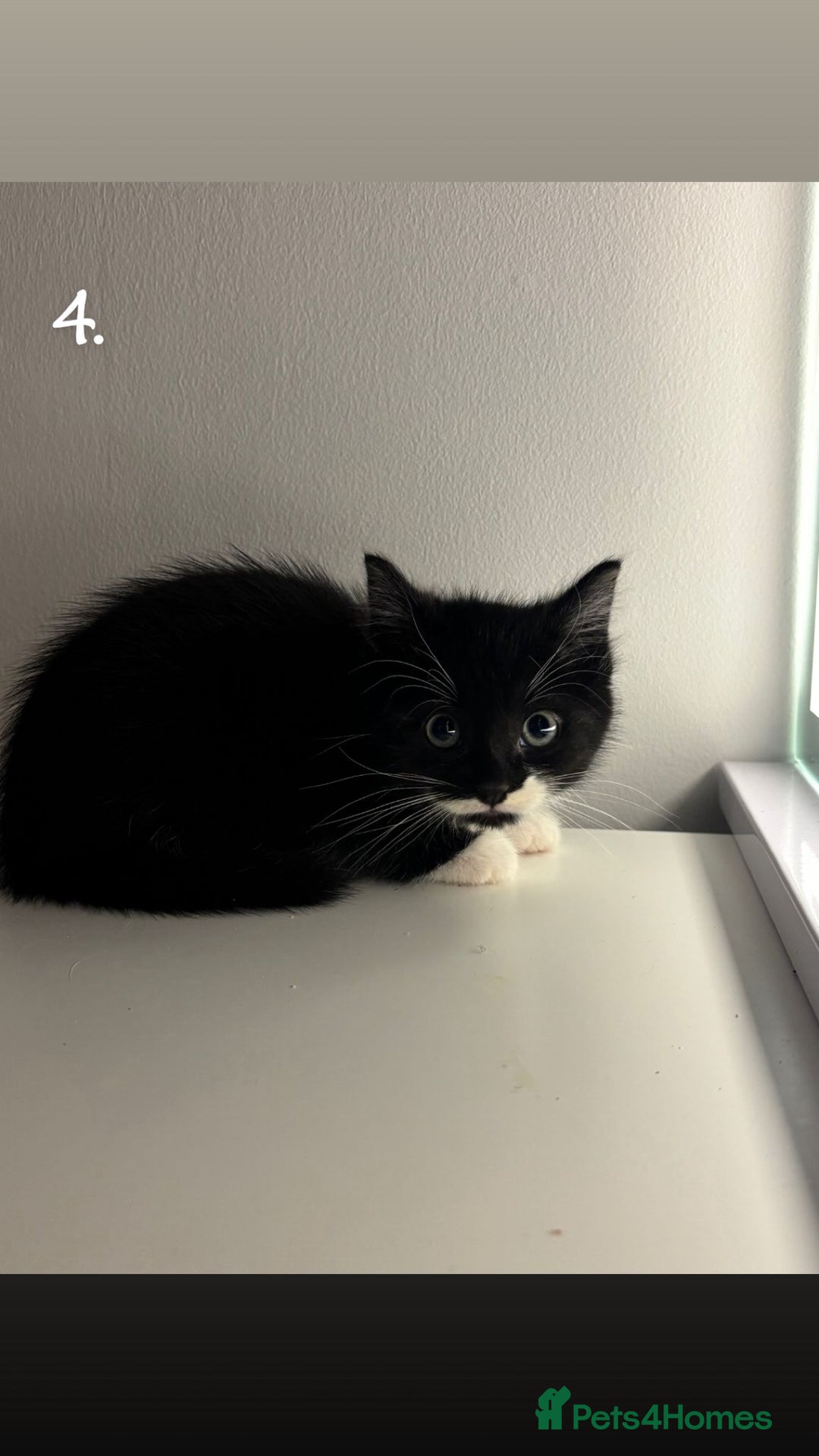 Mixed Breed cats for sale: Kittens for sale - Advert 11