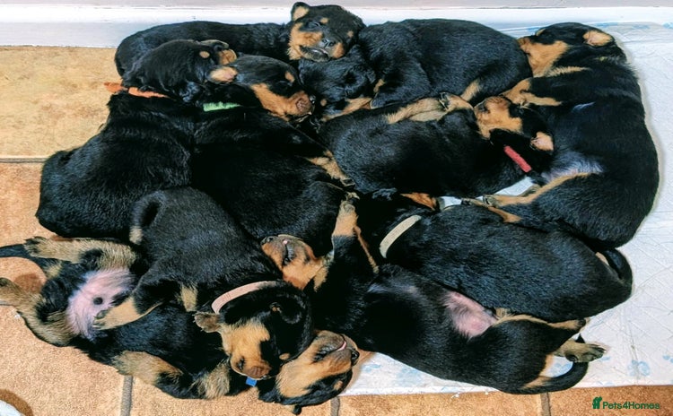 Rottweiler dogs - Advert 9
