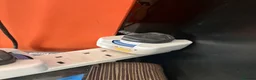 Bearded Dragon reptiles for sale: Full setup + bearded dragons  in Kingston upon Thames - Advert 7