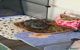 Rex rabbits for sale: 2 female rabbits - Image 7