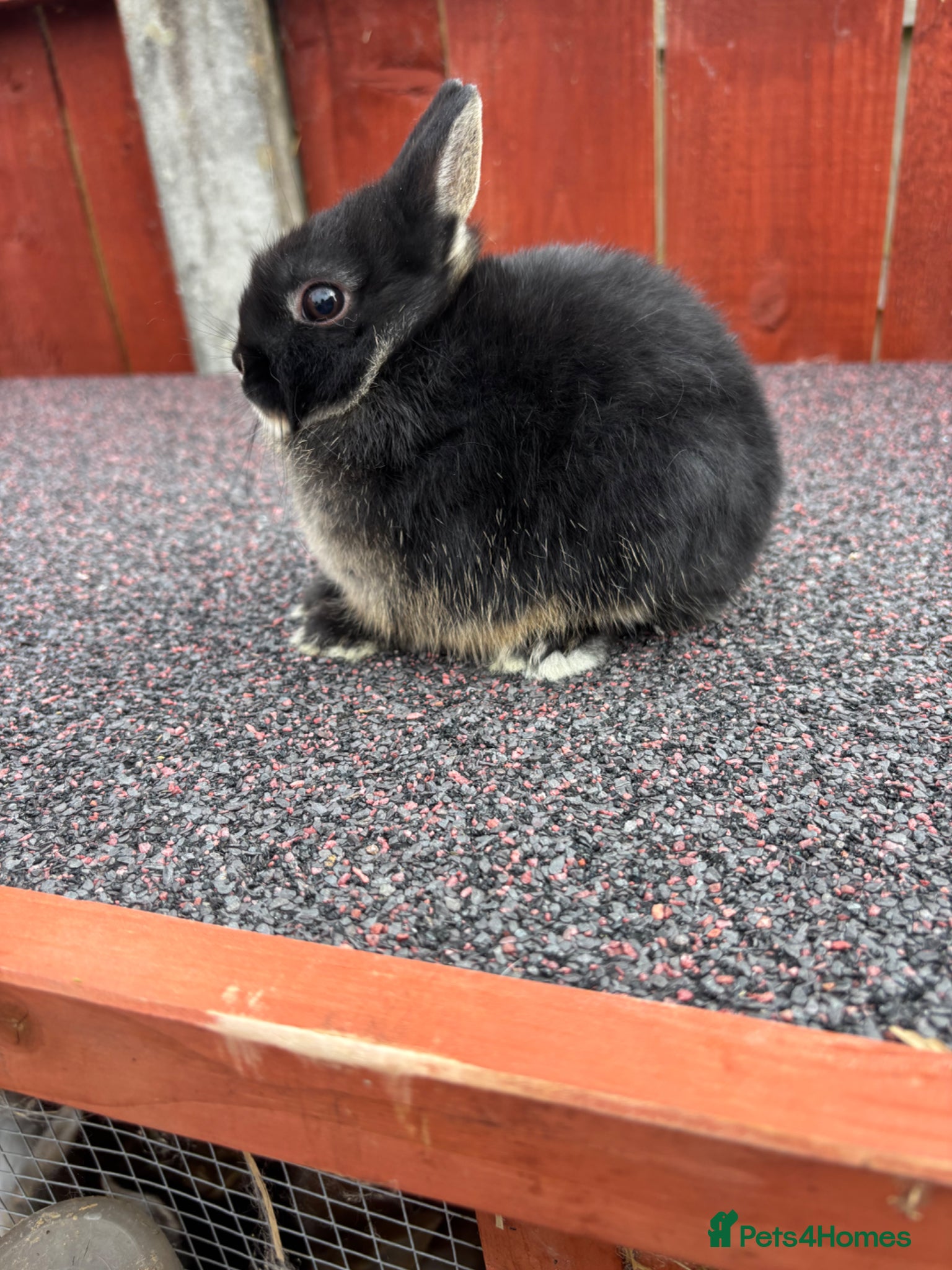 Netherland Dwarf rabbits Two stunning female netherland dwarfs  - Advert 1