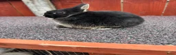 Netherland Dwarf rabbits for sale: Two stunning female netherland dwarfs  - Advert 1