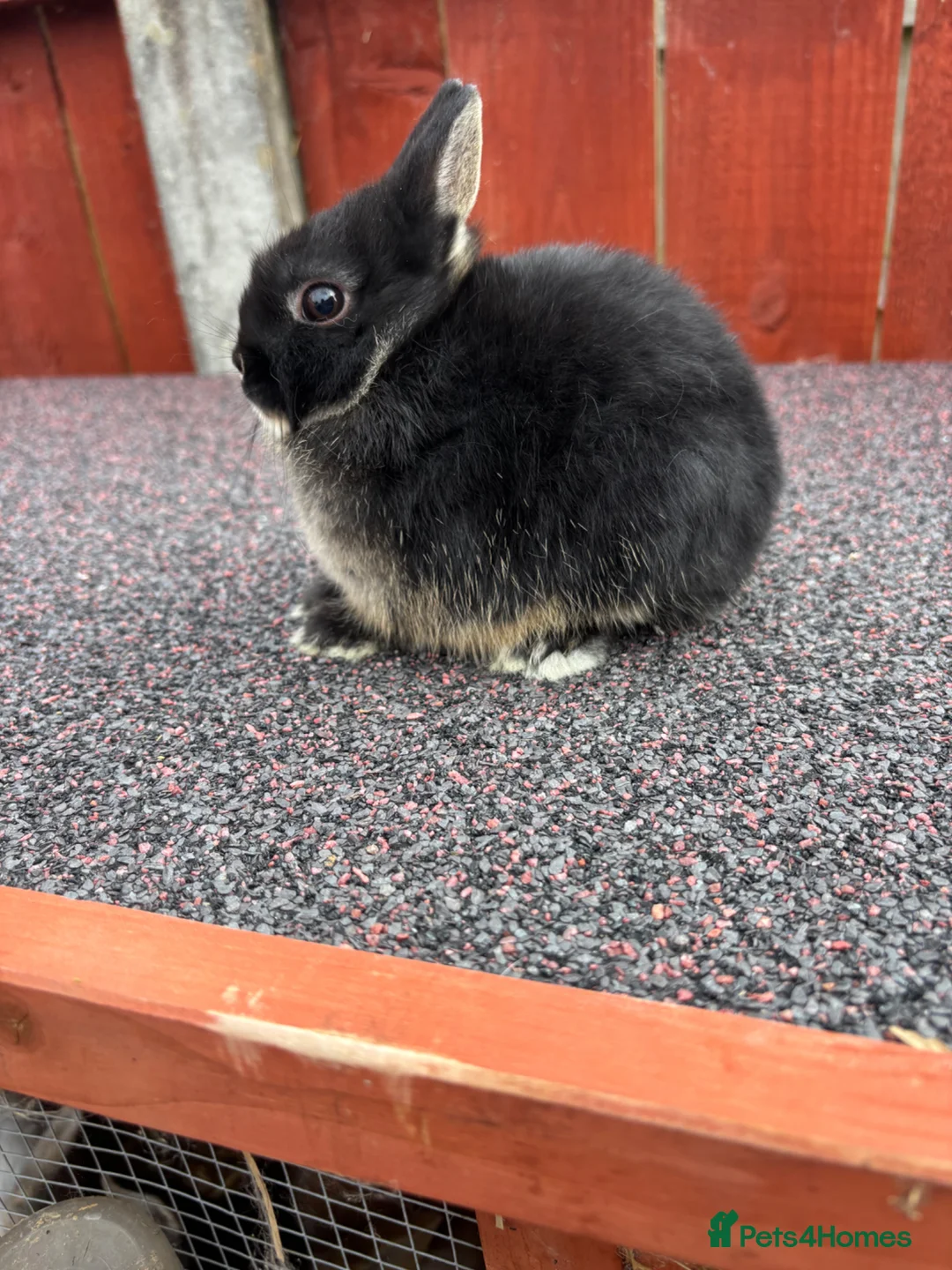 Netherland Dwarf rabbits for sale: Two stunning female netherland dwarfs  - Advert 1