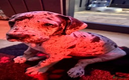 Great Dane dogs for stud: Solid Black Great Dane Stud KC Reg & Health tested - Advert 9