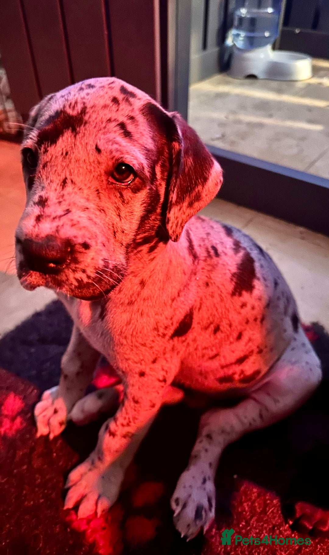 Great Dane dogs for stud: Solid Black Great Dane Stud KC Reg & Health tested - Advert 9