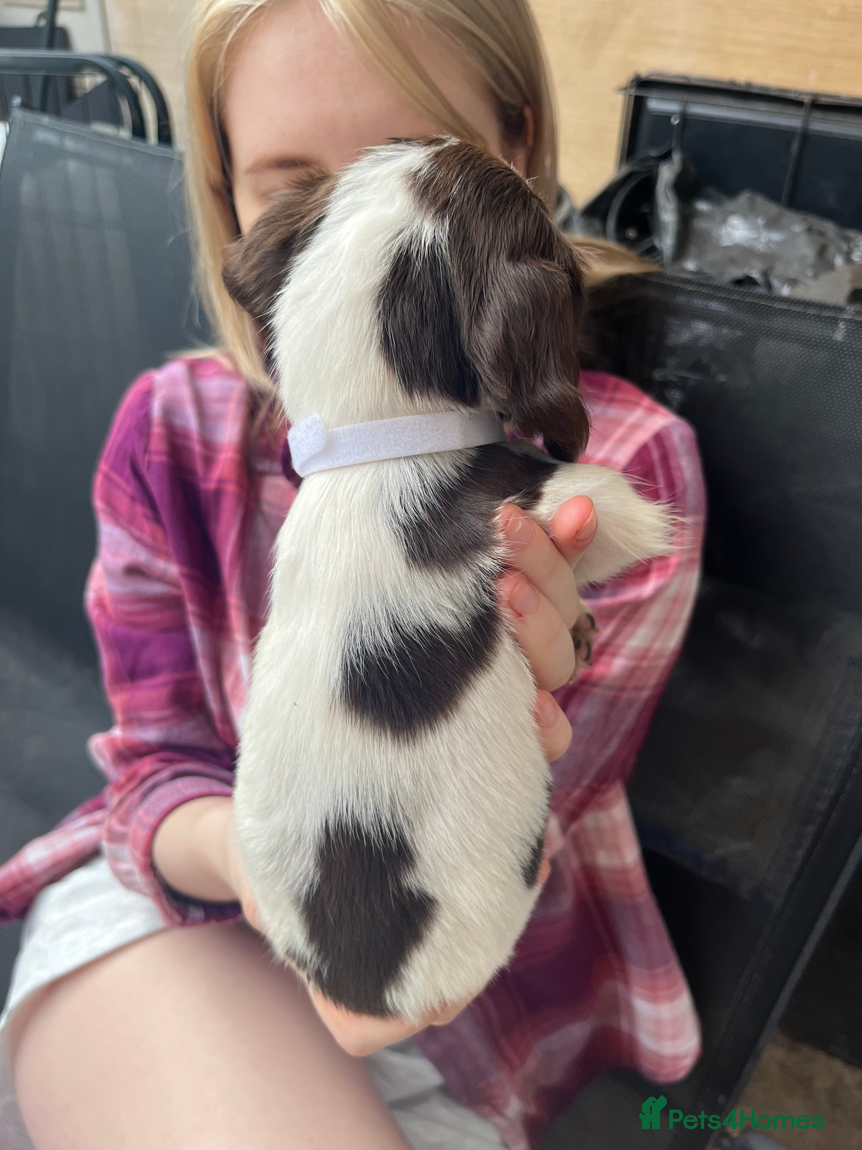 English Springer Spaniel dogs Springer spaniel pups - Advert 2