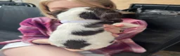 English Springer Spaniel dogs for sale: Springer spaniel pups - Advert 2