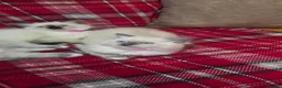 Persian cats for sale: 4 Persian x Ragdoll kittens in Glasgow - Advert 6