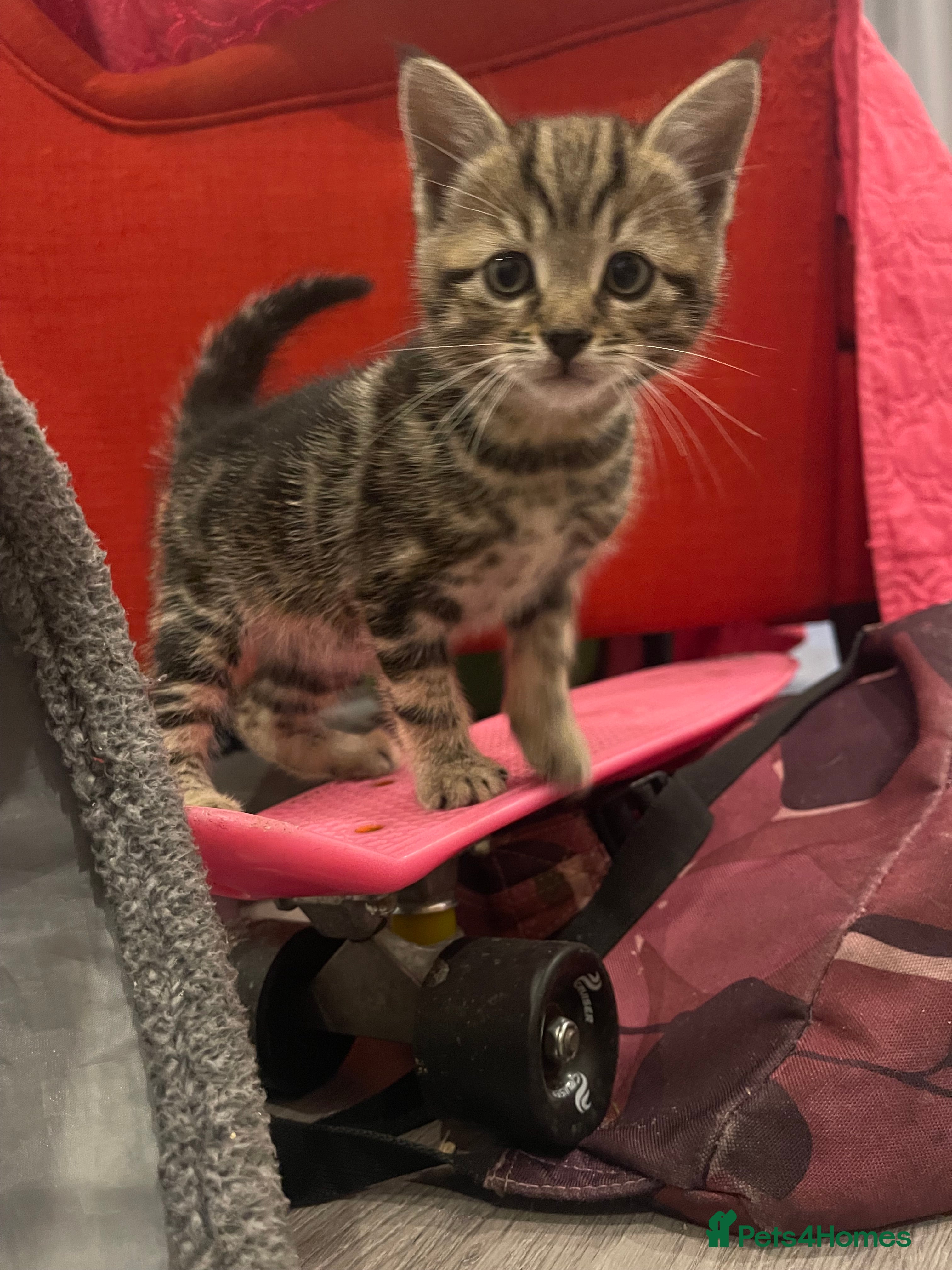 Mixed Breed cats Cute, well-socialised kittens need 4eva homes - Advert 23