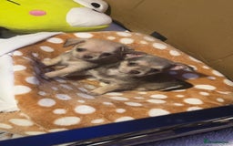 Chipoo dogs for sale: 6 Stunning Chipoo/Chihuahuas - Advert 3