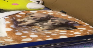 Chipoo dogs 6 Stunning Chipoo/Chihuahuas - Advert 13