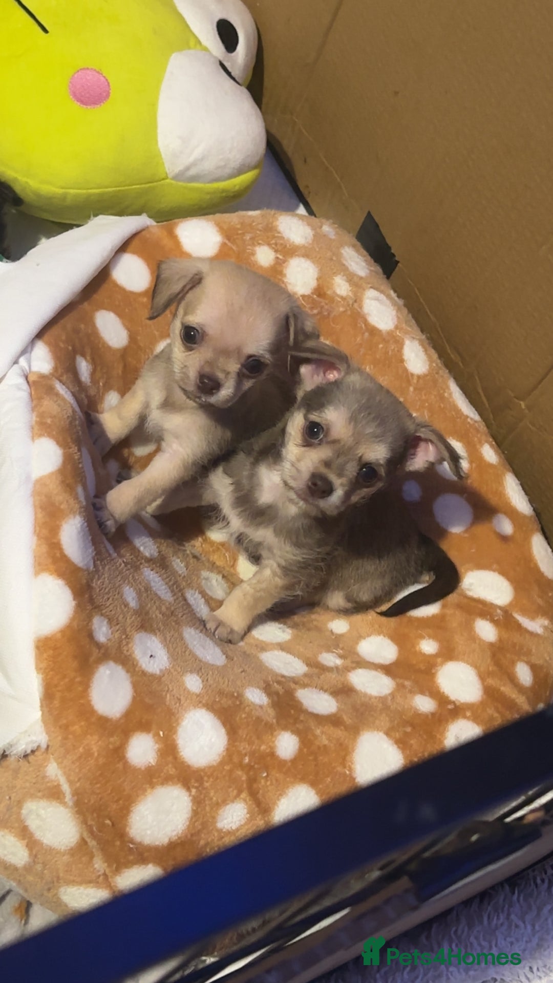 Chipoo dogs for sale: 6 Stunning Chipoo/Chihuahuas - Advert 3