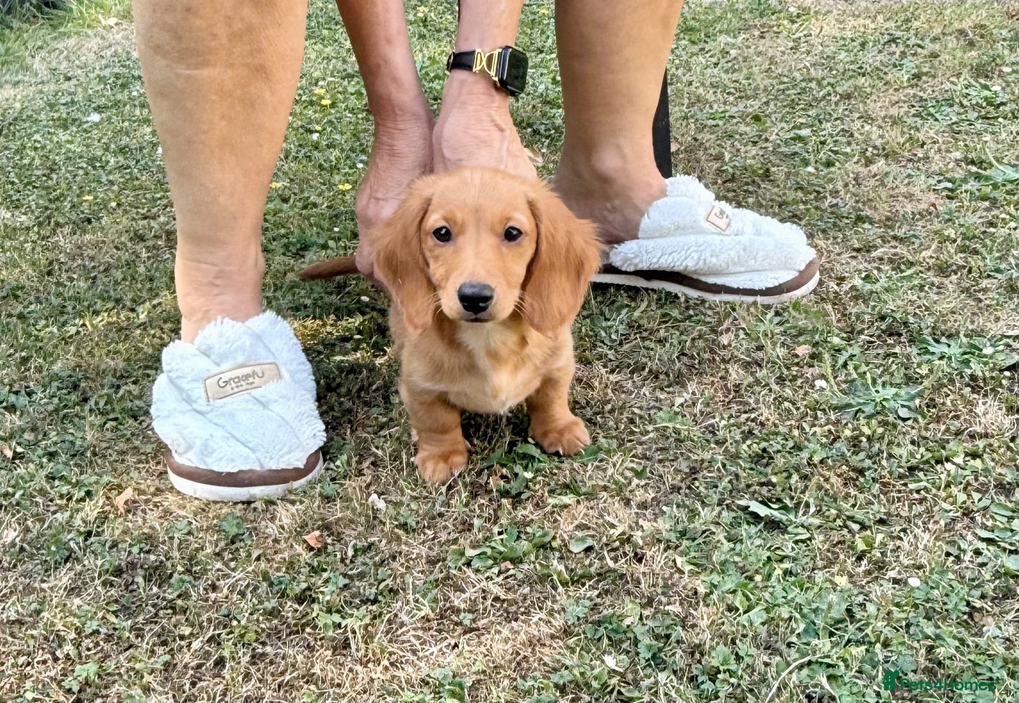 Miniature Dachshund dogs Beautiful long haired kc reg miniature dachshund  - Advert 6