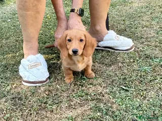 Miniature Dachshund dogs Beautiful long haired kc reg miniature dachshund - Advert 1