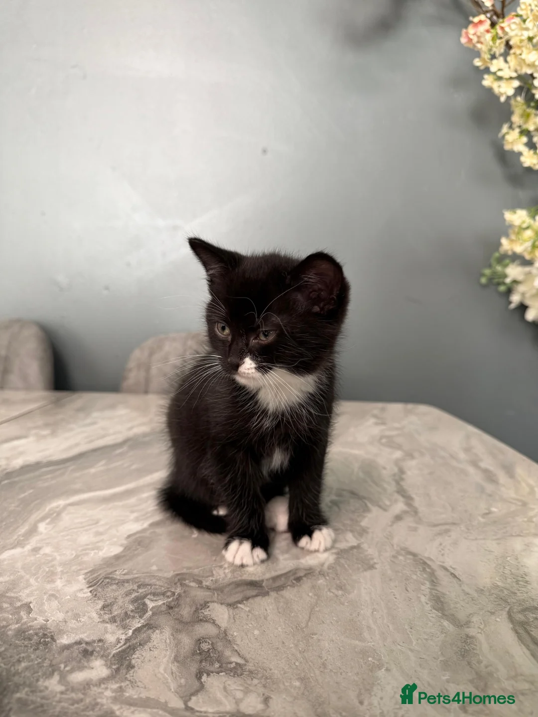 Mixed Breed cats for sale: Maine Coon X British Shorthair kittens  - Advert 2