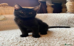 Mixed Breed cats for sale: Playful kittens - Image 1