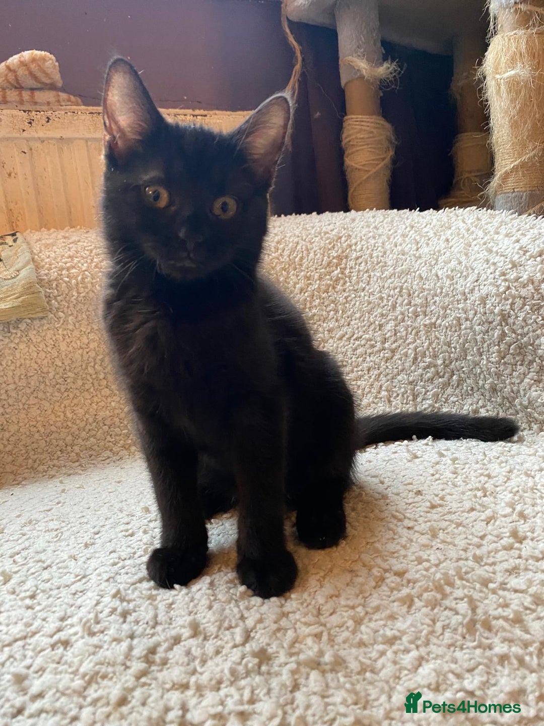 Mixed Breed cats for sale: Playful kittens - Image 1