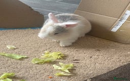 Mixed Breed rabbits for sale: Mixed breed - Image 7
