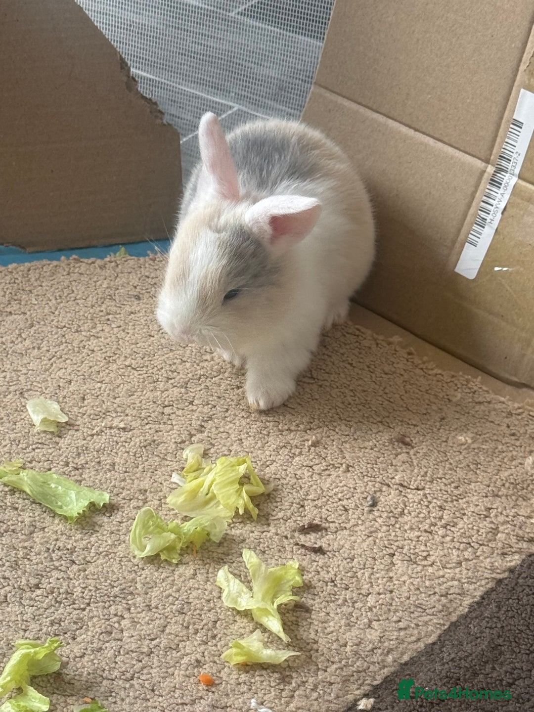 Mixed Breed rabbits for sale: Mixed breed - Image 7