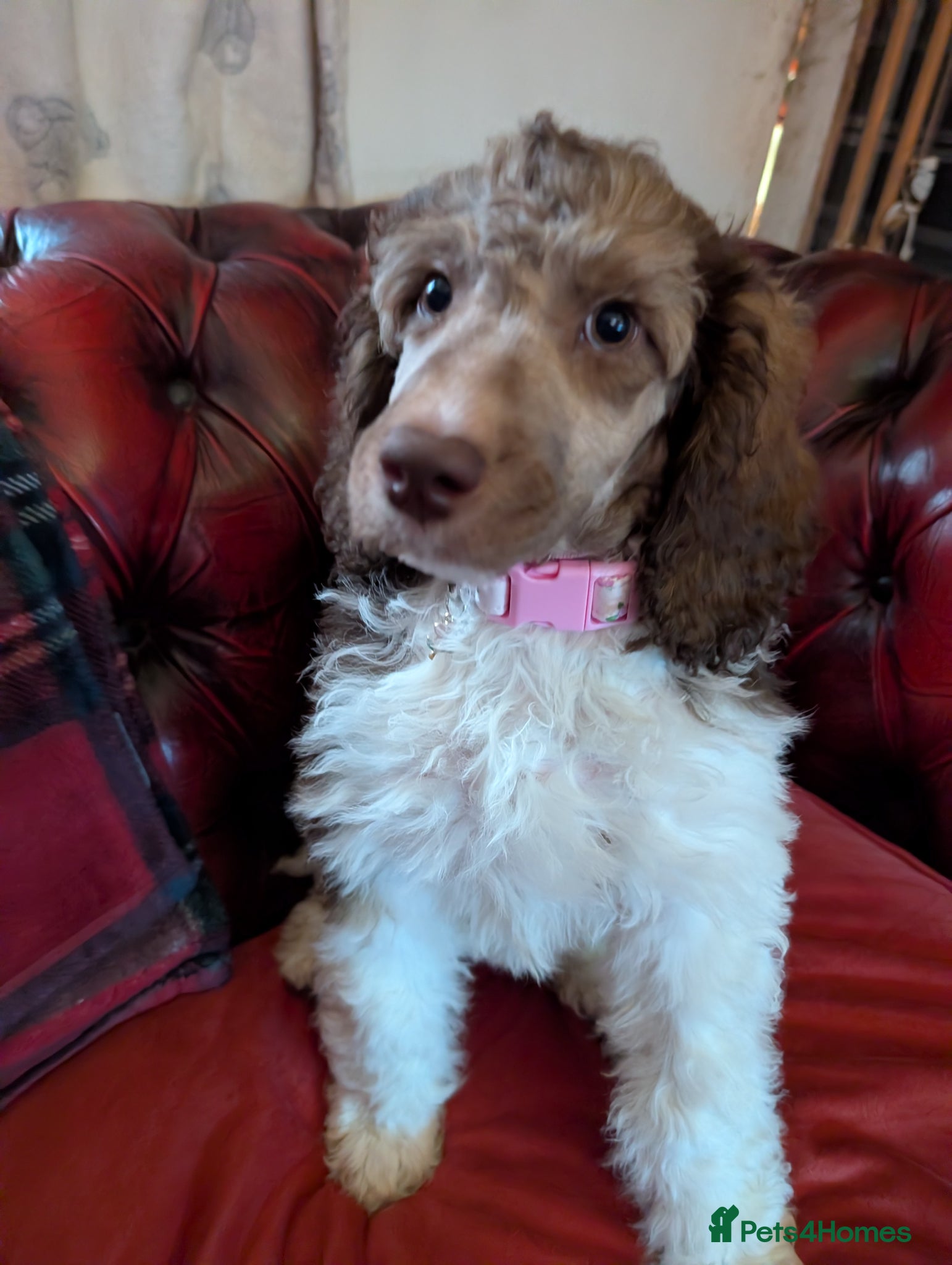 Standard Poodle dogs Beautiful brown/ white parti girl  - Advert 5